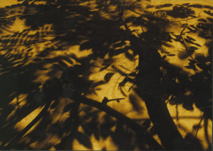 Leaf’s shadow – Bóng lá – 2005